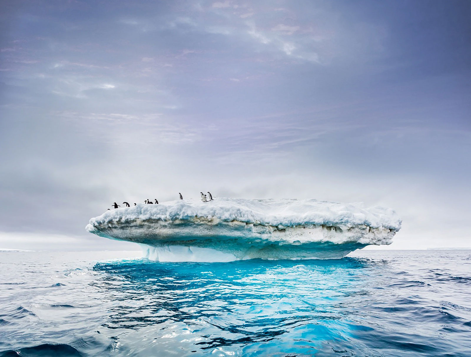 penguinsonice